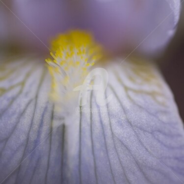 Photographie intitulée "_MG_0127.jpg" par Chantal Gagné, Œuvre d'art originale