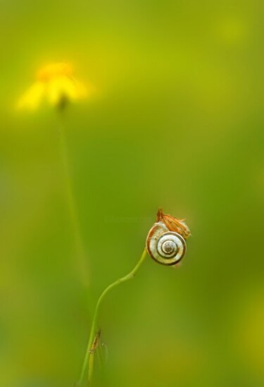 Fotografia intitolato "la macchina del tem…" da Angelo Mazzoleni, Opera d'arte originale