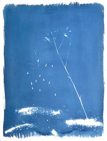 Photographie intitulée "Plage Isatis tincto…" par Oeildepierre, Œuvre d'art originale