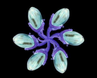 Painting titled "Aubergine" by Metal-I-Genics Studio, Original Artwork