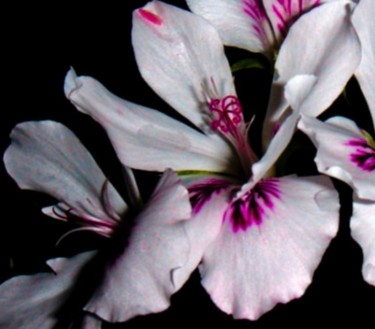 Fotografia intitulada "Macro 6" por Maria Teresa Duarte, Obras de arte originais