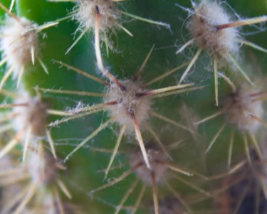 Fotografia intitulada "Macro 7" por Maria Teresa Duarte, Obras de arte originais