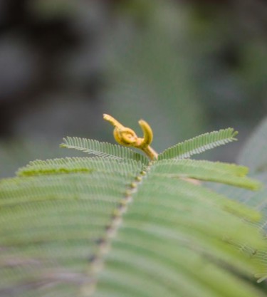 Fotografia intitulada "Macro 9" por Maria Teresa Duarte, Obras de arte originais