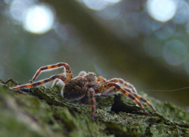 Photography titled "Spider "eek"" by George Query, Original Artwork