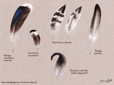 Peinture intitulée "Plumes de Canard co…" par Florence Dellerie, Œuvre d'art originale, Huile