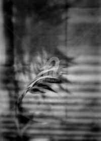 Photographie intitulée "La main feuille" par Pascaline, Œuvre d'art originale, Photographie argentique
