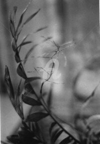 Photographie intitulée "La prétentieuse" par Pascaline, Œuvre d'art originale