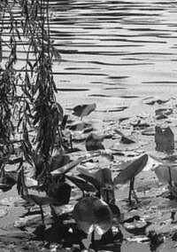 Photographie intitulée "Zen..zen...à Condé…" par Pascaline, Œuvre d'art originale