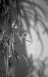 Photographie intitulée "L' envahissante" par Pascaline, Œuvre d'art originale, Photographie argentique