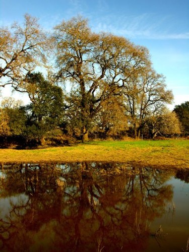 Photography titled "Sonoma #7" by Angelo Di Pietrantonio, Original Artwork