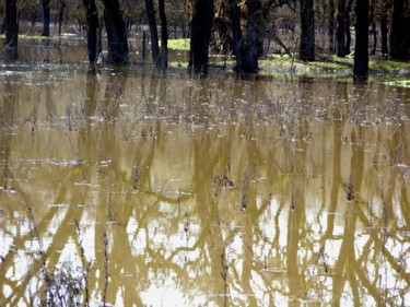 Photography titled "Sonoma #8" by Angelo Di Pietrantonio, Original Artwork