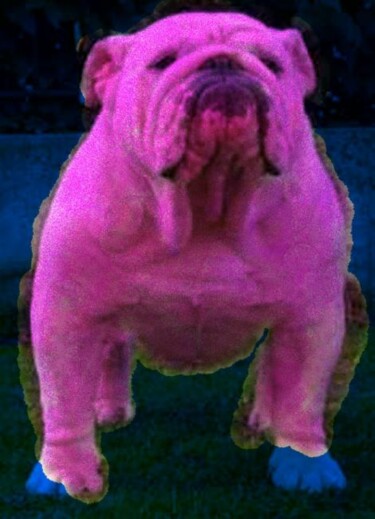 Collages intitulée "BOULEDOGUE ANGLAIS" par Nicolas Malaize (Nicou), Œuvre d'art originale