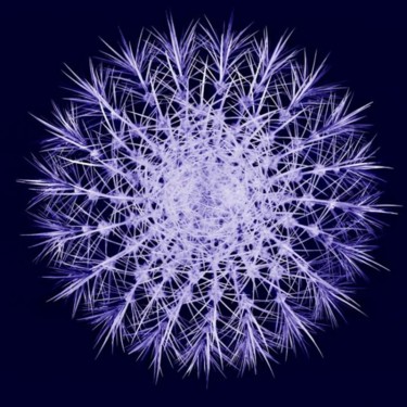摄影 标题为“Echinocactus Selova” 由Van O, 原创艺术品, 电影摄影