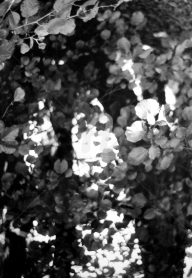 Photographie intitulée "L'espiègle en forêt…" par Pascaline, Œuvre d'art originale, Photographie argentique