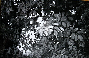 Photographie intitulée "Dans le bois de Cam…" par Pascaline, Œuvre d'art originale