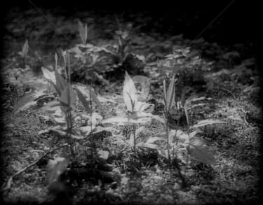 Photographie intitulée "La note de lumière…" par Pascaline, Œuvre d'art originale