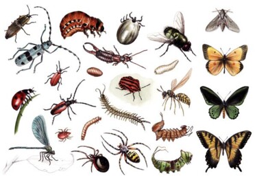 Peinture intitulée "Planche arthropodes" par Florence Dellerie, Œuvre d'art originale