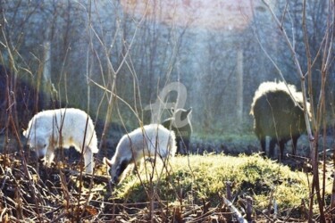 "Moutons" başlıklı Fotoğraf Clara Delmas tarafından, Orijinal sanat