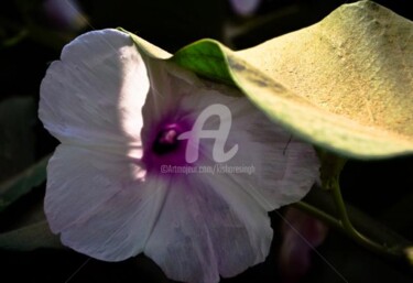 Photography titled "flowerer01" by Kishore Singh, Original Artwork