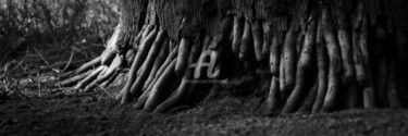 Photography titled "Root01" by Kishore Singh, Original Artwork