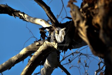 Photography titled "The Old Dead Tree03" by Kishore Singh, Original Artwork