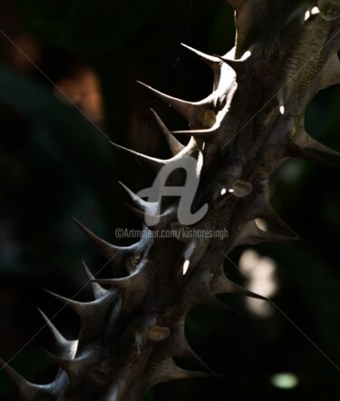 Photography titled "euphorbia milii-33" by Kishore Singh, Original Artwork