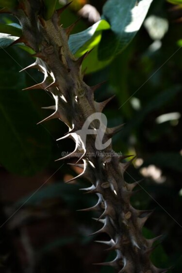 Photography titled "euphorbia milii-32" by Kishore Singh, Original Artwork