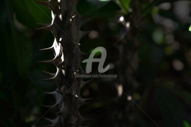 Photography titled "euphorbia milii-31" by Kishore Singh, Original Artwork