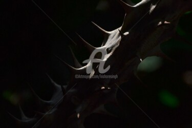 Photography titled "euphorbia milii-29" by Kishore Singh, Original Artwork