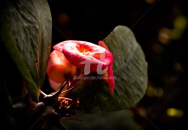Photography titled "euphorbia milii-3" by Kishore Singh, Original Artwork