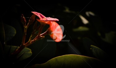 Photography titled "euphorbia milii-7" by Kishore Singh, Original Artwork