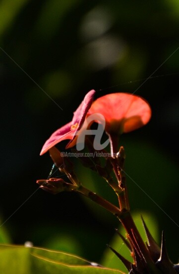 Photography titled "euphorbia milii-8" by Kishore Singh, Original Artwork