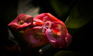 Photography titled "euphorbia milii-10" by Kishore Singh, Original Artwork