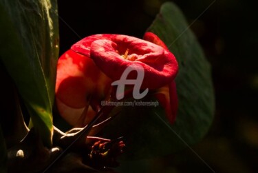 Photography titled "euphorbia milii-12" by Kishore Singh, Original Artwork
