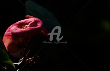 Photography titled "euphorbia milii-13" by Kishore Singh, Original Artwork