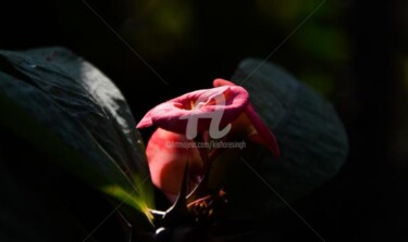 Photography titled "euphorbia milii-14" by Kishore Singh, Original Artwork