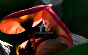 Photography titled "euphorbia milii-17" by Kishore Singh, Original Artwork