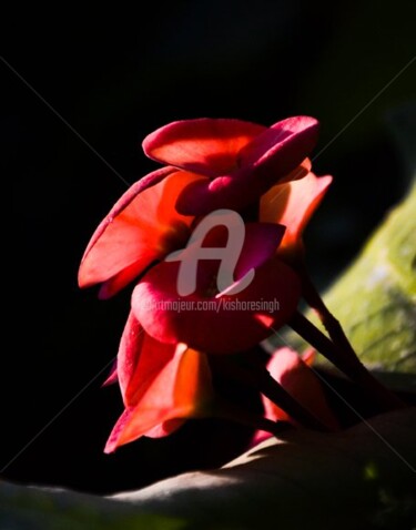 Photography titled "euphorbia milii-22" by Kishore Singh, Original Artwork