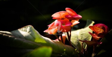 Photography titled "euphorbia milii-25" by Kishore Singh, Original Artwork