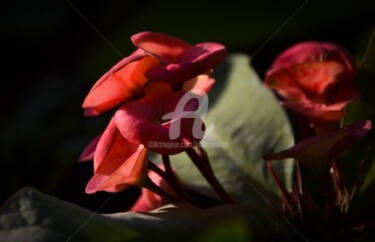 Photography titled "euphorbia milii-28" by Kishore Singh, Original Artwork
