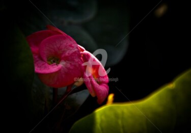 Photography titled "euphorbia milii" by Kishore Singh, Original Artwork