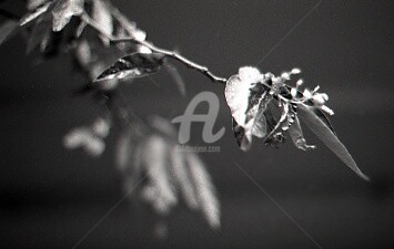 Photographie intitulée "La curieuse" par Pascaline, Œuvre d'art originale