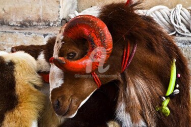 Photography titled "Bakra" by Kishore Singh, Original Artwork