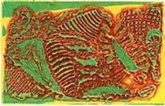 Printmaking titled "Le Fossile" by Richard Raveen Chester, Original Artwork, Engraving