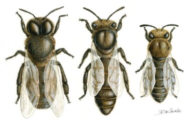 Peinture intitulée "Abeilles mâle, rein…" par Florence Dellerie, Œuvre d'art originale, Huile
