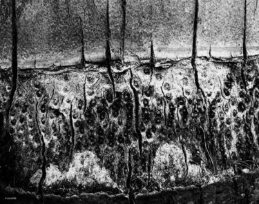 Photography titled "île coco" by Patrick Lalande, Original Artwork