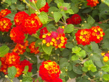 Lantana - Calvi en Octobre -