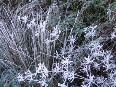 Herbes givrées, collection Evry en hiver 8