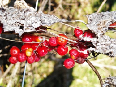 Fruits rouges