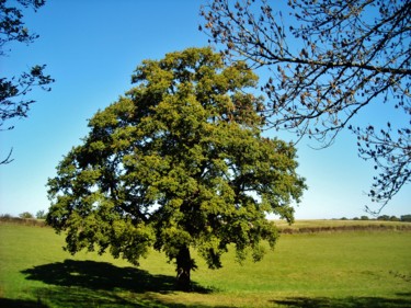Le Chêne